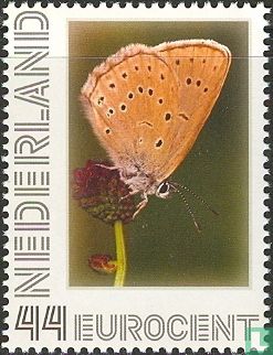 Vlinders - Pimpernelblauwtje