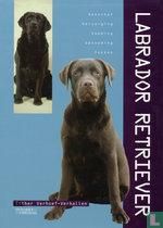 Labrador Retriever - Image 1