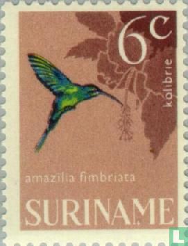 Franje-amazilia