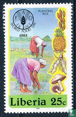 Vrouwen plukken rijst