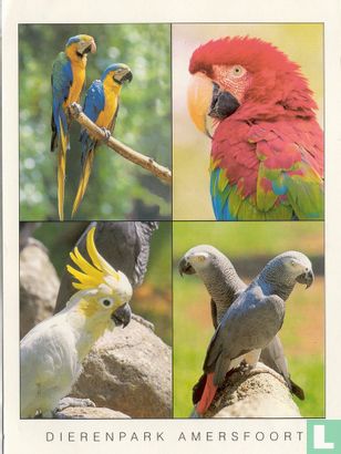Dierenpark Amersfoort: Papegaaien