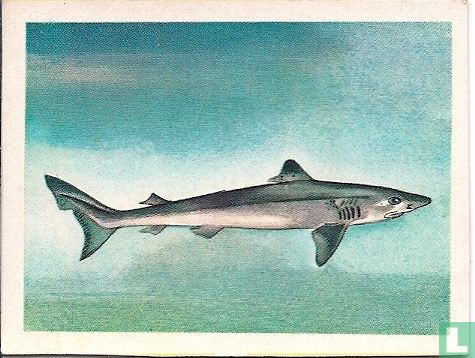 Ruwe haai - Afbeelding 1