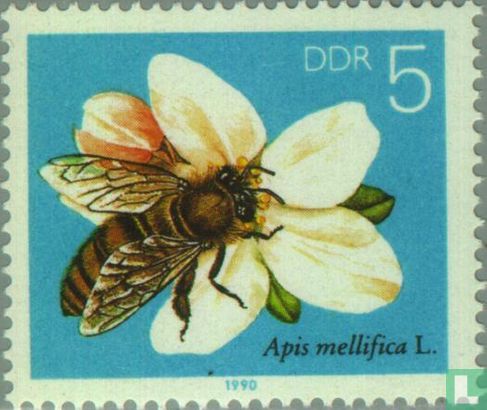 Europäische Honigbiene