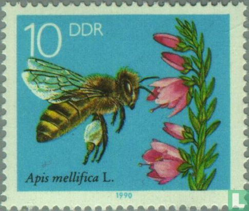 Europese honingbij
