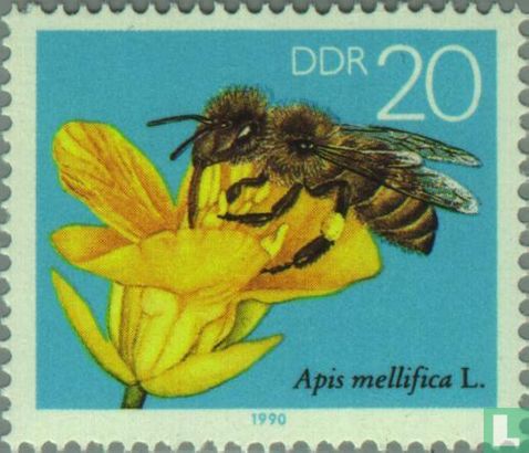 Europese honingbij