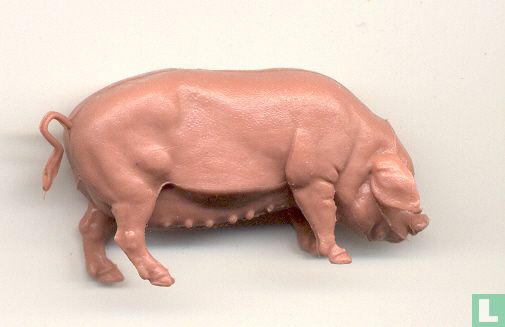 Pig, sow