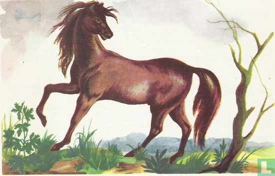 Het paard als kostbaar hulpmiddel - Image 1