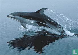 Pacific White-sided Dolphin - Image 1