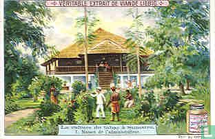 Tabakkultur auf Sumatra