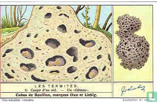 Die Termiten