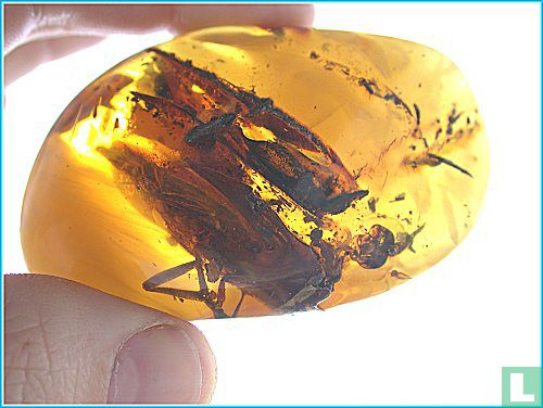 Orthoptera Saltatoria in amber (Springschrecke) - Bild 1