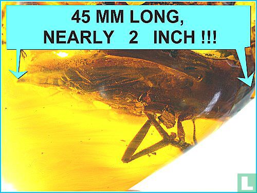 Orthoptera Saltatoria in amber (Springschrecke) - Bild 2