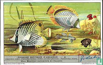 pesci esotici d'acquario