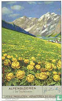 Alpenblumen 2 