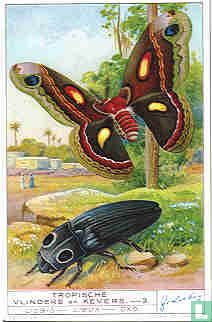 Tropische Schmetterlinge und Käfer