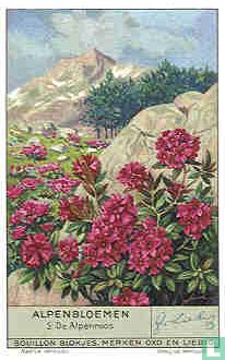 Alpenblumen 2 