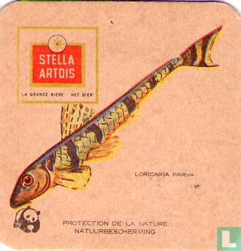 Natuurbescherming Vissen : Loricaria Parva
