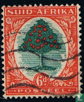 Orangenbaum (Afrikaans)