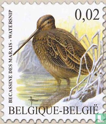Bécassine des marais - Image 1