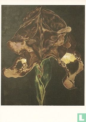 B002365 - Mokum Werkum - Zwarte Iris - Afbeelding 1