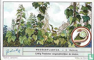 Schmarotzer-Pflanzen