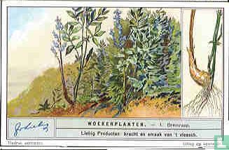 Schmarotzer-Pflanzen