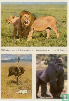ESSO-album foto nr.9 Struisvogel, nr.1 Leeuwenpaar en nr.18 Gorilla