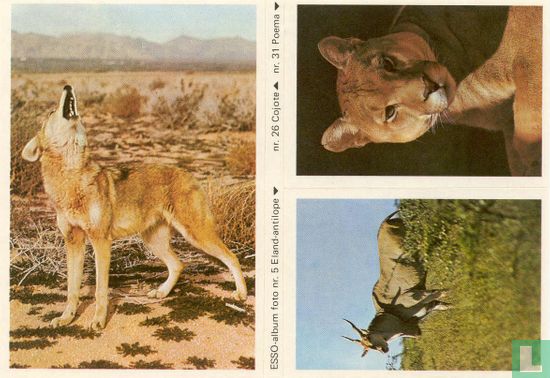ESSO-album foto nr.5 Eland-antilope, nr.26 Cojote en nr.31 Poema