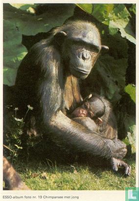 ESSO-album foto nr.19 Chimpansee met jong