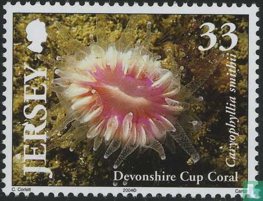 Zeeleven - koralen