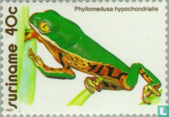Tiger-legged monkey frog