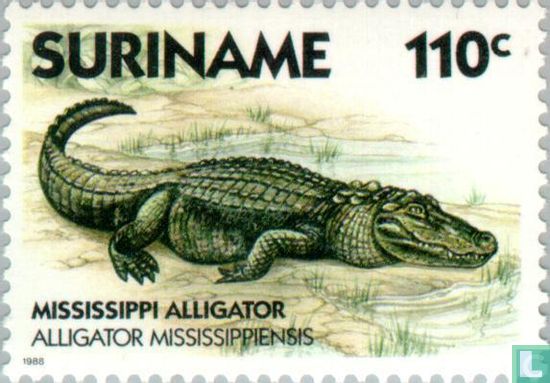 Mississippi alligator