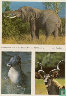 ESSO-album foto nr.42 Zeehond, nr.12 Olifant en nr.4 Koedoe