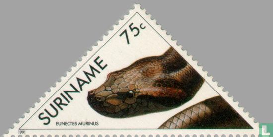 Common Anaconda