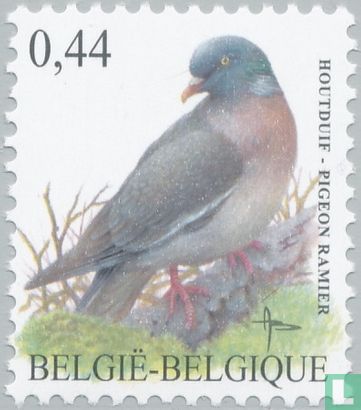 Pigeon ramier - Image 1