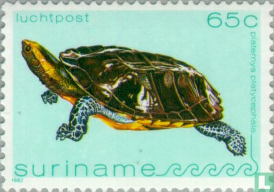 Rotkopf-Plattschildkröte