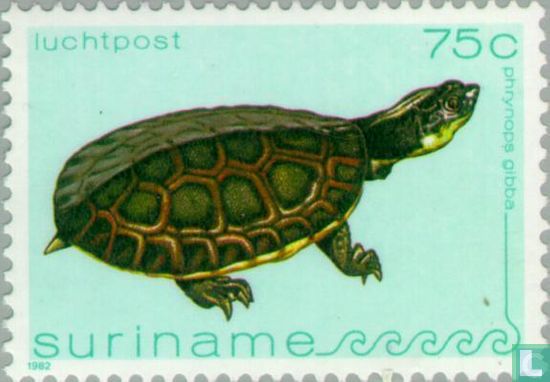Toadhead Turtle