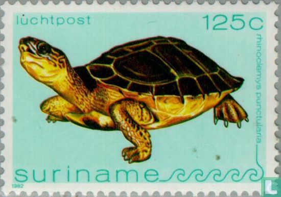 Spot-legged Turtle