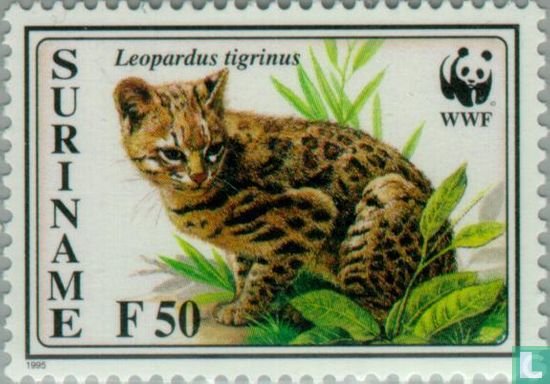 Nördliche Tigerkatze