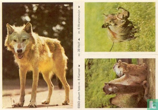 ESSO-album foto nr.8 Kameel, nr.39 Wolf en nr.6 Wrattenzwijn