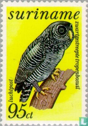 Black-banded owl