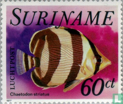 Chaetodon striatus