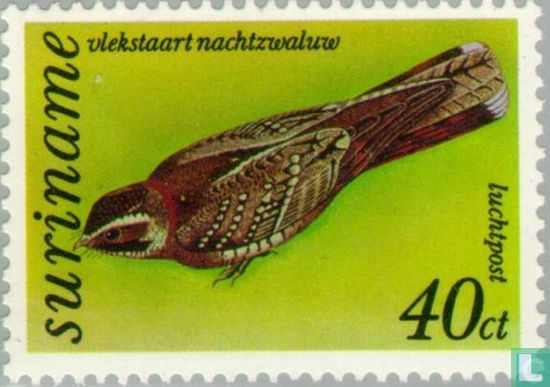 Spot-tailed nightjar
