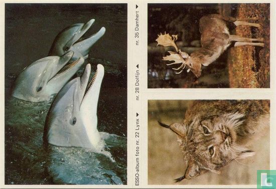 ESSO-album foto nr.22 Lynx, nr.28 Dolfijn en nr.35 Damhert