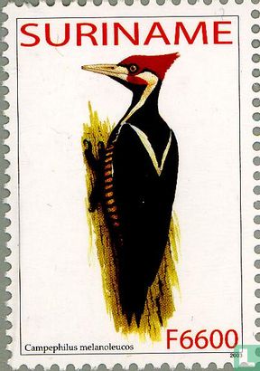 Crimson-crested woodpecker