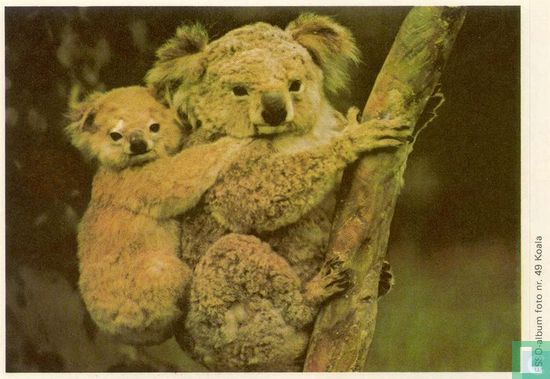 ESSO-album foto nr.49 Koala