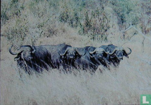 Buffels in Zimbabwe