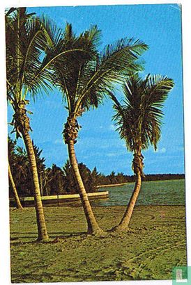 FLORIDA - Palm-bordered beaches