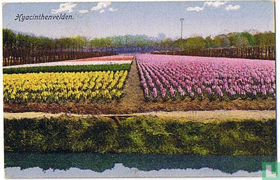 Hyacinthenvelden
