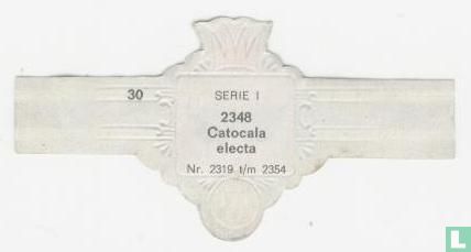 Catocala electa - Afbeelding 2